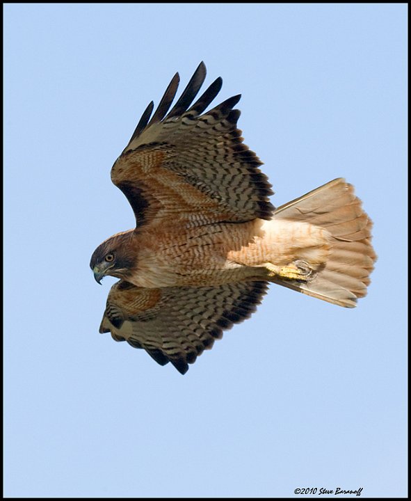 _0SB0692 red-tailed hawk.jpg